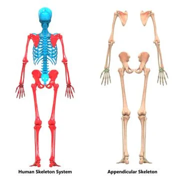 Human Skeleton System Appendicular Skeleton Anatomy Stock Illustration