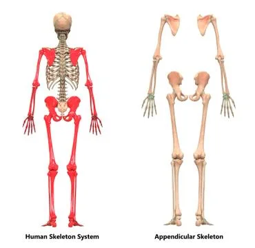 Human Skeleton System Appendicular Skeleton Anatomy Stock Illustration