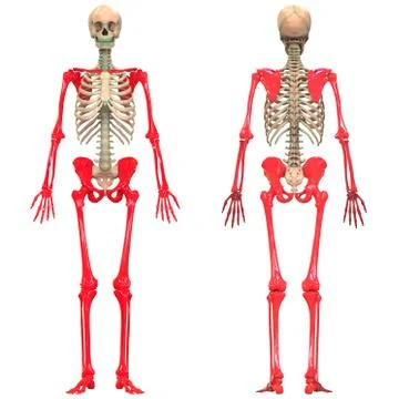 Human Skeleton System Appendicular Skeleton Anatomy Stock Illustration