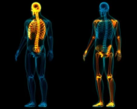 Human Skeleton System Axial and Appendicular Skeleton Anatomy Stock Illustration