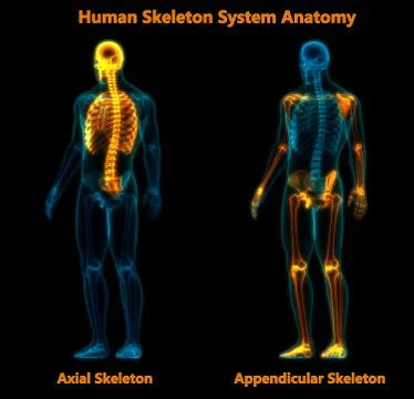 Human Skeleton System Axial and Appendicular Skeleton Anatomy Stock Illustration