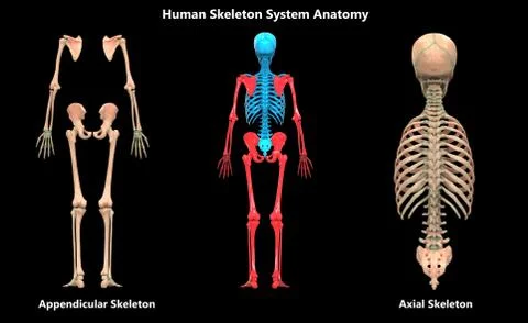 Human Skeleton System Axial and Appendicular Skeleton System Anatomy Stock Illustration