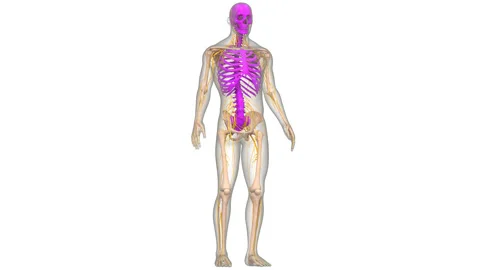 Human Skeleton System Axial Skeleton Bone Joints Anatomy Animation Concept Stock Footage 250440475