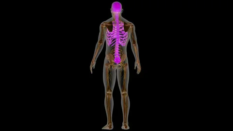 Human Skeleton System Axial Skeleton Bone Joints Anatomy Animation Concept Stock Footage 286006342