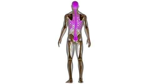 Human Skeleton System Axial Skeleton Bone Joints Anatomy Animation Concept Видео 286008075