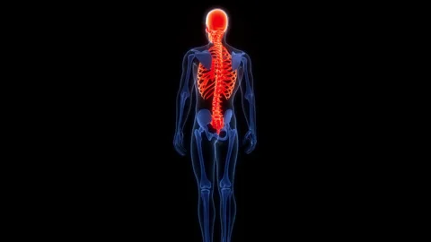 Human Skeleton System Axial Skeleton Bone Joints Anatomy Animation Concept Stock Footage 303626497