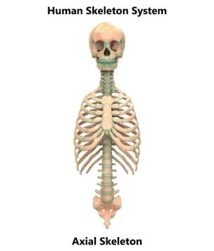 Human Skeleton System Axial Skeleton Anatomy Stock Illustration