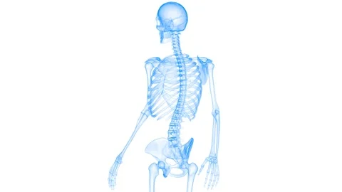 Human Skeleton System Bone Joints Anatomy Animation Concept Vídeos de archivo 141191800