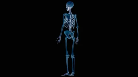 Human Skeleton System Bone Joints Anatomy Animation Concept 스톡 동영상 143468462