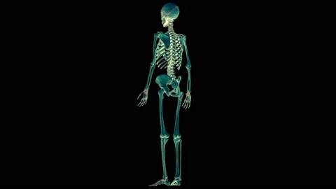 Human Skeleton System Bone Joints Anatomy Animation Concept Vídeo Stock 143468491