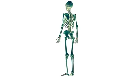 Human Skeleton System Bone Joints Anatomy Animation Concept 스톡 동영상 143468542