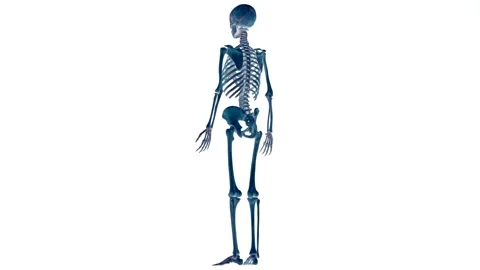 Human Skeleton System Bone Joints Anatomy Animation Concept Stock-Footage 143468546