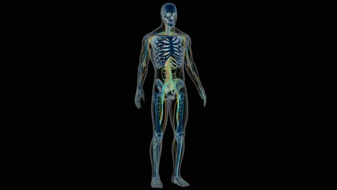 Human Skeleton System Bone Joints Anatomy Animation Concept Stock Footage 144031931