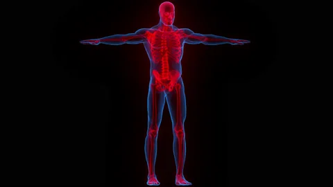 Human Skeleton System Bone Joints Anatomy Animation Concept Stock Footage 163965681