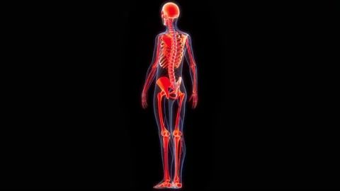 Human Skeleton System Bone Joints Anatomy Animation Concept Stock Footage 210146551