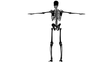 Human Skeleton System Bone Joints Anatomy Animation Concept Stock Footage 240738714