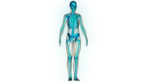 Human Skeleton System Bone Joints Anatomy Animation Concept Stock Footage 250436052