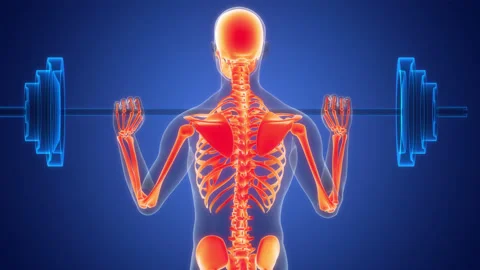 Human Skeleton System Bone Joints Anatomy Animation Concept Stock Footage 264941027