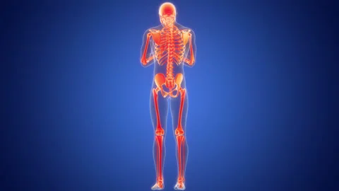 Human Skeleton System Bone Joints Anatomy Animation Concept Stock Footage 266517582