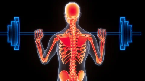 Human Skeleton System Bone Joints Anatomy Animation Concept 스톡 동영상 266527754