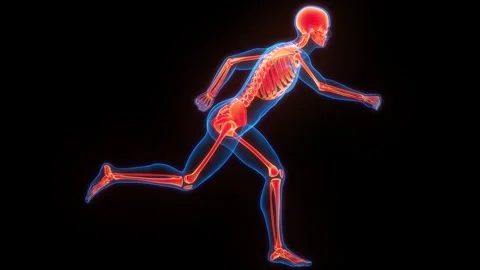 Human Skeleton System Bone Joints Anatomy Animation Concept 스톡 동영상 266528009