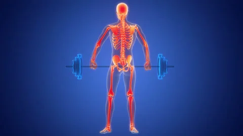 Human Skeleton System Bone Joints Anatomy Animation Concept Stock Footage 266632013