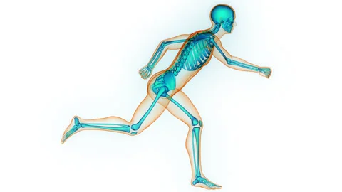 Human Skeleton System Bone Joints Anatomy Animation Concept 스톡 동영상 281576219
