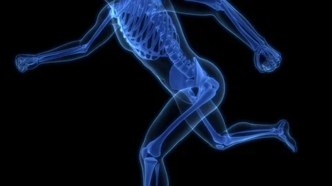 Human Skeleton System Bone Joints Anatomy Animation Concept Video stock 286013466