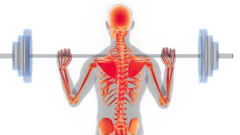 Human Skeleton System Bone Joints Anatomy Animation Concept 스톡 동영상 286013752
