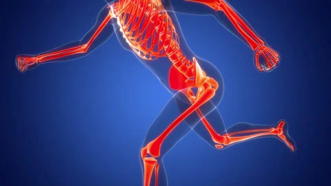 Human Skeleton System Bone Joints Anatomy Animation Concept 스톡 동영상 286017244
