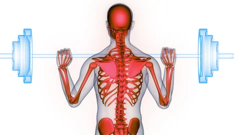 Human Skeleton System Bone Joints Anatomy Animation Concept 스톡 동영상 290343945