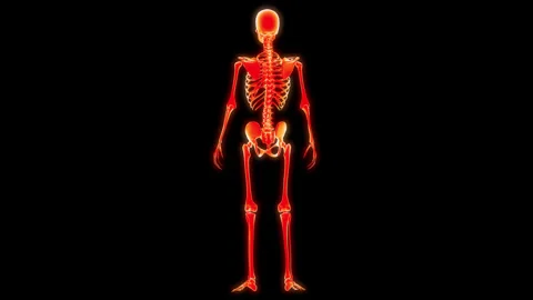 Human Skeleton System Bone Joints Anatomy Animation Concept 스톡 동영상 303622881