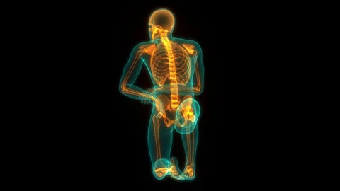 Human Skeleton System Bone Joints Anatomy Animation Concept Stock Footage 307403416
