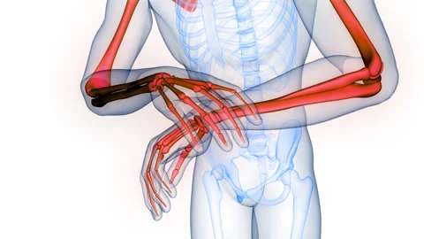 Human Skeleton System Bone Joints Anatomy Animation Concept Stock Footage 331860990