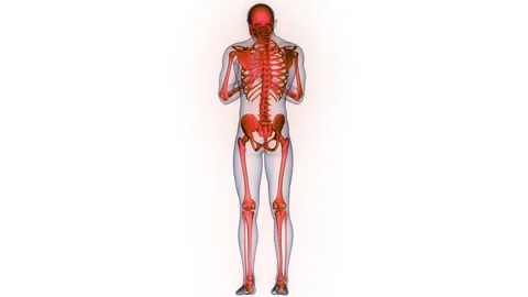 Human Skeleton System Bone Joints Anatomy Animation Concept Stock Footage 331861834