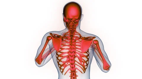Human Skeleton System Bone Joints Anatomy Animation Concept Stock Footage 331864275