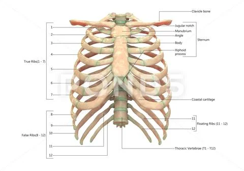 Human Skeleton System Bone Joints Described with Labels Anatomy ...