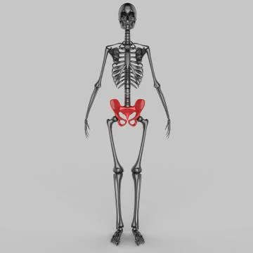Human Skeleton System Bone Joints Anatomy Stock Illustration
