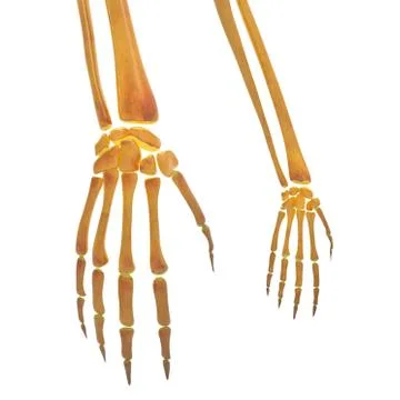 Human Skeleton System Bone Joints Anatomy Stock Illustration