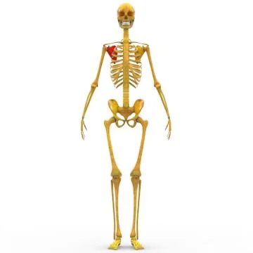 Human Skeleton System Bone Joints Anatomy Stock Illustration
