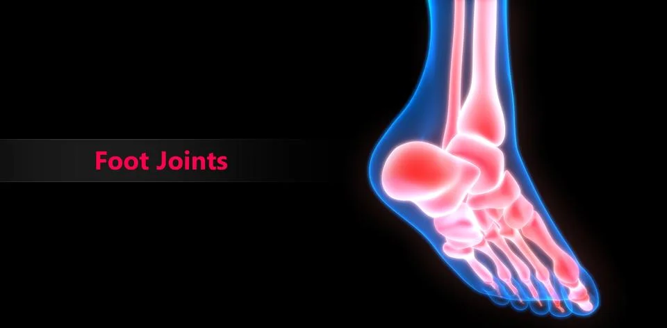 Human Skeleton System Bone Joints Anatomy Stock Illustration