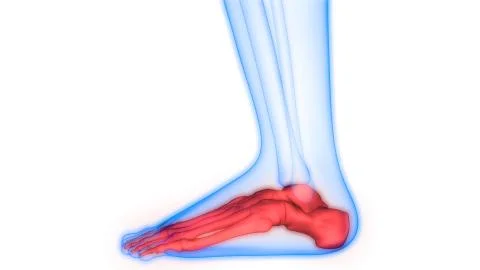 Human Skeleton System Bone Joints Anatomy Stock Illustration