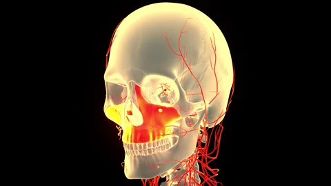 Human Skeleton System Bone Parts Maxilla Anatomy Animation Concept 動画素材 240724809
