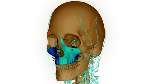 Human Skeleton System Bone Parts Maxilla Anatomy Animation Concept Stock Footage 240741338