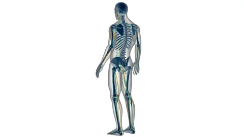 Human Skeleton System with Circulatory System Anatomy Animation Concept Stock Footage 144031930
