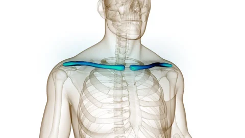 Human Skeleton System Clavicle Bone Joints Anatomy Animation Concept Stock Footage 249433917