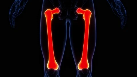 Human Skeleton System Femur Bone Joints Anatomy Animation Concept Stock Footage 200867757