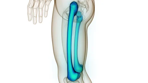 Human Skeleton System Femur Bone Joints Anatomy Animation Concept Видео 250438711