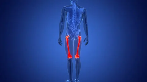 Human Skeleton System Femur Bone Joints Anatomy Animation Concept Stock Footage 291392280