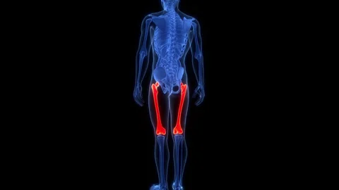 Human Skeleton System Femur Bone Joints Anatomy Animation Concept Stock Footage 303626706
